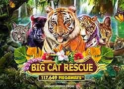 Big Cat Rescue Megaways